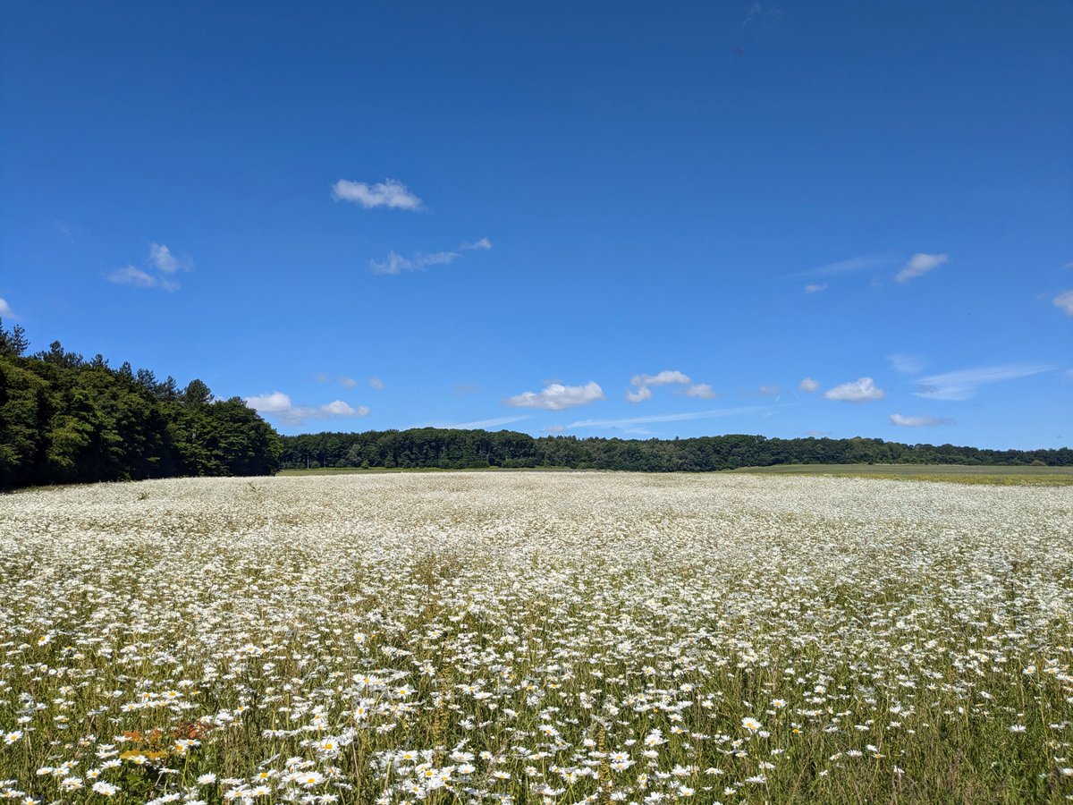 HertsWalker's tweet image. FREE: Walk 270: Bramfield North Loop. 4.2 miles (6.7 km). Directions, maps, photographs, and GPS navigation files free to download and enjoy.
hertfordshirewalker.uk/2024/06/walk-2…

#Hertfordshire #walking #freewalks #HertfordshireWalks #HertfordshireWalker #wildflowers #Tewin #Bramfield