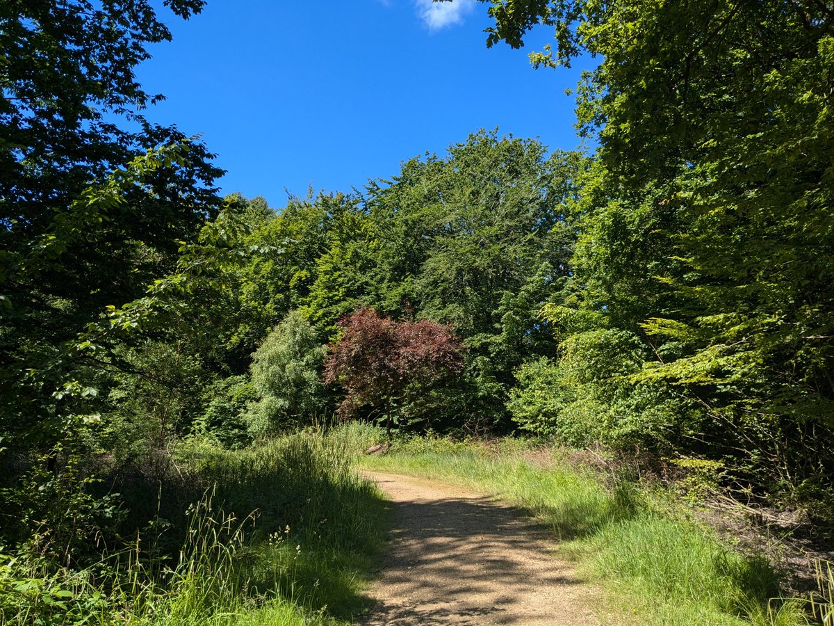 HertsWalker's tweet image. FREE: Walk 270: Bramfield North Loop. 4.2 miles (6.7 km). Directions, maps, photographs, and GPS navigation files free to download and enjoy.
hertfordshirewalker.uk/2024/06/walk-2…

#Hertfordshire #walking #freewalks #HertfordshireWalks #HertfordshireWalker #wildflowers #Tewin #Bramfield