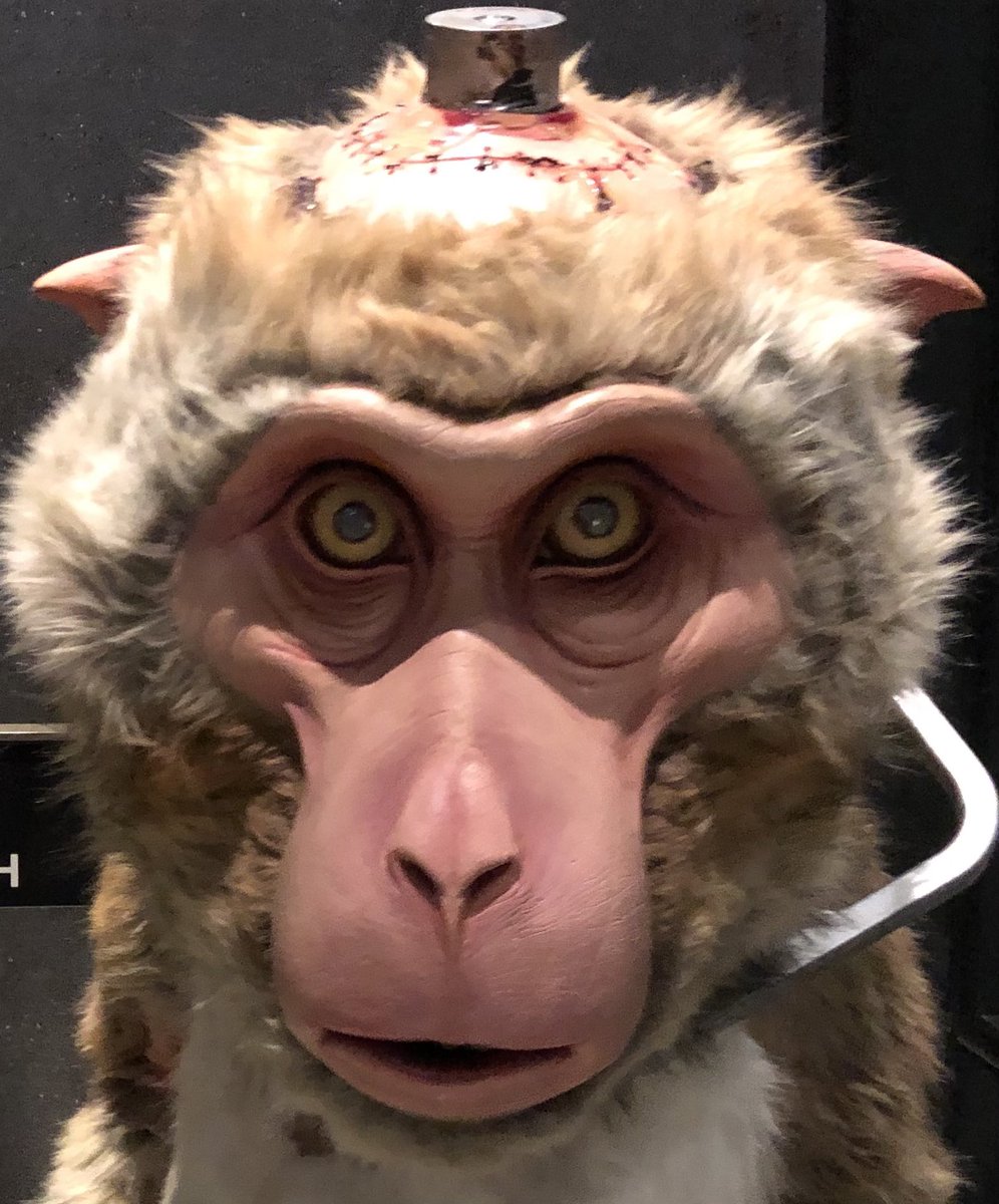 macaqtivist (@macaqtivist) on Twitter photo The <a href="/UW/">University of Washington</a> primate center has welcomed 4 directors over the last 5 years. Each one presiding over gross animal welfare violations. The only solution is to SHUT IT DOWN. The <a href="/UW/">University of Washington</a> primate center has welcomed 4 directors over the last 5 years. Each one presiding over gross animal welfare violations. The only solution is to SHUT IT DOWN.