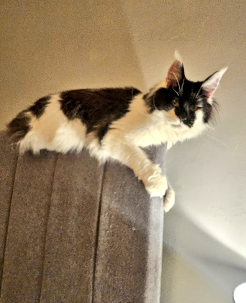 This is my favourite spot to lovebomb mum from..its quite a leap from the top of the headboard and she does so enjoy being woken up with a thump.
#kali #gremlin #Hedgewatch #badpanda