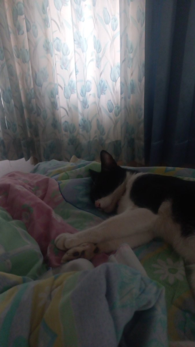 myshowwtimme's tweet photo. kerjaanya tidur di kamar gwek mulu https://t.co/g4fAY9g9pj