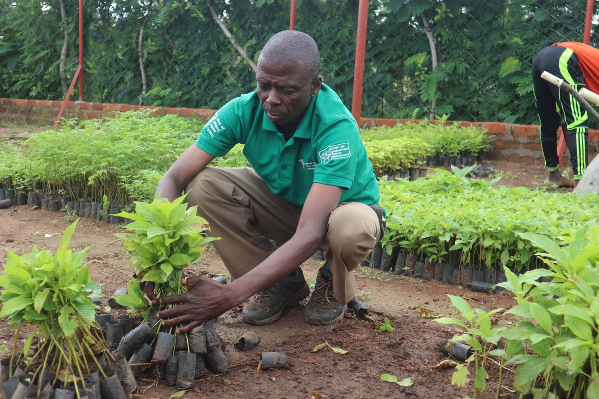 Mount Elgon Tree Growing Enterprise (@mbaletrees) on Twitter photo We are engaged in the mass production and distribution of tree seedlings to communities, households, and institutions in the Mount Elgon region. To date, 24.7 million seedlings have been raised, distributed and planted. <a href="/PrifWeinidog/">Eluned Morgan</a> <a href="/sizeofwales/">Size of Wales | Maint Cymru</a> <a href="/walesandafrica/">Cymru ac Affrica | Wales and Africa</a> <a href="/walesintheworld/">Welsh Government International ๐ด๓ ง๓ ข๓ ท๓ ฌ๓ ณ๓ ฟ</a> We are engaged in the mass production and distribution of tree seedlings to communities, households, and institutions in the Mount Elgon region. To date, 24.7 million seedlings have been raised, distributed and planted. <a href="/PrifWeinidog/">Eluned Morgan</a> <a href="/sizeofwales/">Size of Wales | Maint Cymru</a> <a href="/walesandafrica/">Cymru ac Affrica | Wales and Africa</a> <a href="/walesintheworld/">Welsh Government International ๐ด๓ ง๓ ข๓ ท๓ ฌ๓ ณ๓ ฟ</a>