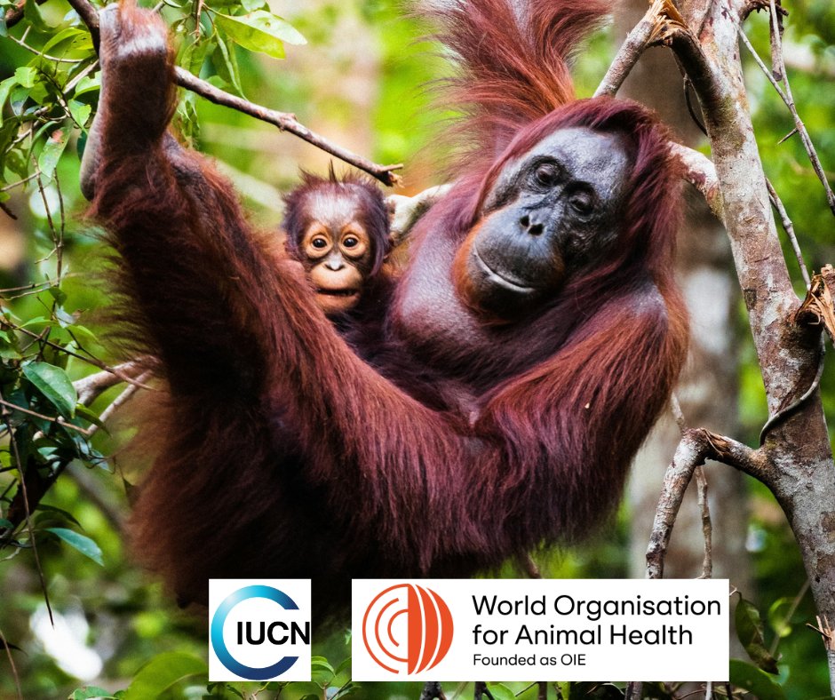 📷WEBINAR - JUNE 26, 1PM, CEST📷
Register now for "General Guidelines for Surveillance of Diseases, Pathogens, and Toxic Agents in Free-Ranging Wildlife: an overview for wildlife authorities and others working with wildlife" Register at bit.ly/3xa8MFu