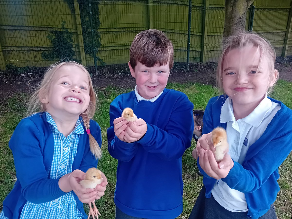 Fridaybridge primary school (@fridaybridgepr2) on Twitter photo The Wrens class busy taking care of their recently hatched chicks <a href="/Fridaybridgepr2/">Fridaybridge primary school</a> <a href="/Livingeggs/">Living Eggs</a> The Wrens class busy taking care of their recently hatched chicks <a href="/Fridaybridgepr2/">Fridaybridge primary school</a> <a href="/Livingeggs/">Living Eggs</a>