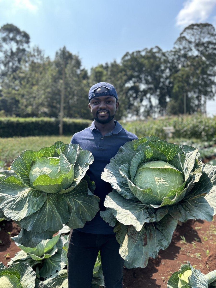 Proof that good things come to those who plant! 👏 These cabbages 🥬 are not just veggies; they're a testament to hard work! 

<a href="/HGTKenya/">Holland Greentech Kenya</a>'s TACOMA RZ F1 has proven to be my preferred variety under <a href="/YaraKenya/">YaraKenya</a>'s nutrition program 

#MboleaNiYara #UnlockingGrowthWithYara
<a href="/Billngeno/">William Ngeno</a>