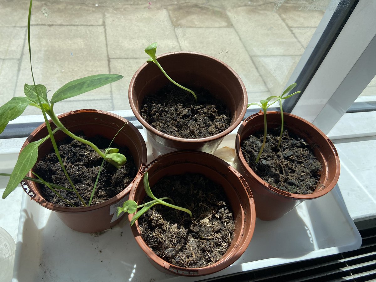 We have been taking excellent care of our plants! 🌻🌱 @DycePrimary