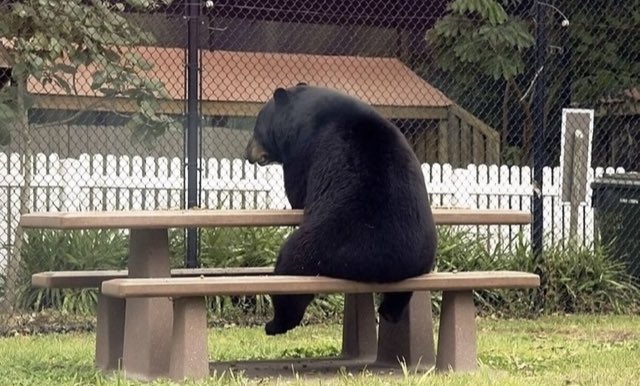 114Northgatestr's tweet photo. Can't bear waiting ๐ค for appointments? Open 9am - 5pm today ๐ถ๐ปโโ๏ธins no appointment needed ๐ @chestertweetsuk @SkintChester @DEATHBYTACOS_ @Telfords @uocshoutout @UoCSportActive @UoC_Football @UoC_Fitness #chester #chesteruniversity #csyou #uochester โ๏ธ๐โ๏ธ๐ https://t.co/TLkrNDxS5J