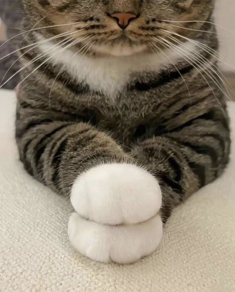 buitengebieden's tweet photo. Perfect paws.. 🙏 https://t.co/7VPRrANBpj