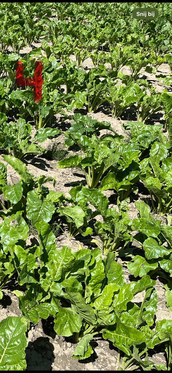 Vier keer #suikerbieten: Geen herbicide, geen kunstmest, geen kunstmest én geen herbicide en alles erop (niet in die volgorde ;-). Simpel demoveldje op Bayer’s demobedrijf in Abbenes maakt duidelijk waarom bietentelers doen wat ze doen: