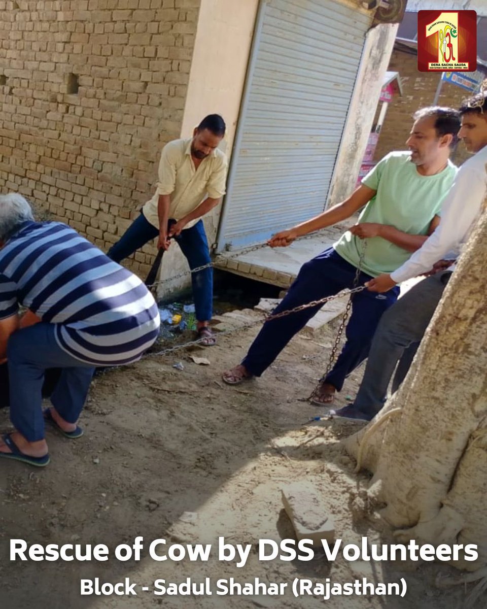 In two heartwarming incidents in Dhablan, Punjab, and Sadulshahar, Rajasthan, the noble volunteers demonstrated profound compassion by rescuing injured cows. Guided by the teachings of Revered Saint Dr. <a href="/Gurmeetramrahim/">Dr.GURMEET RAM RAHIM</a> SIngh Ji Insan, these dedicated individuals not only rescued