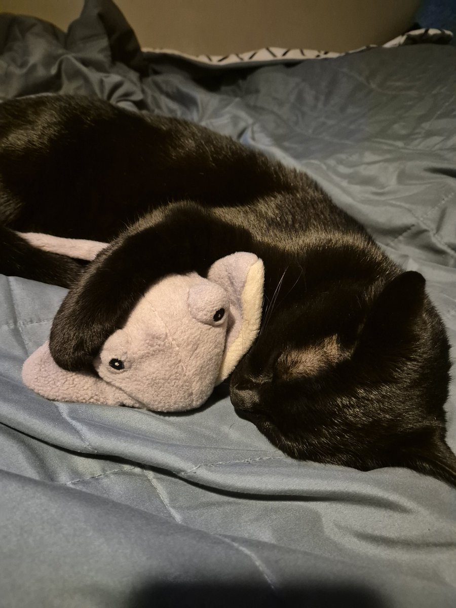abrokegamedev's tweet image. Eepy cat