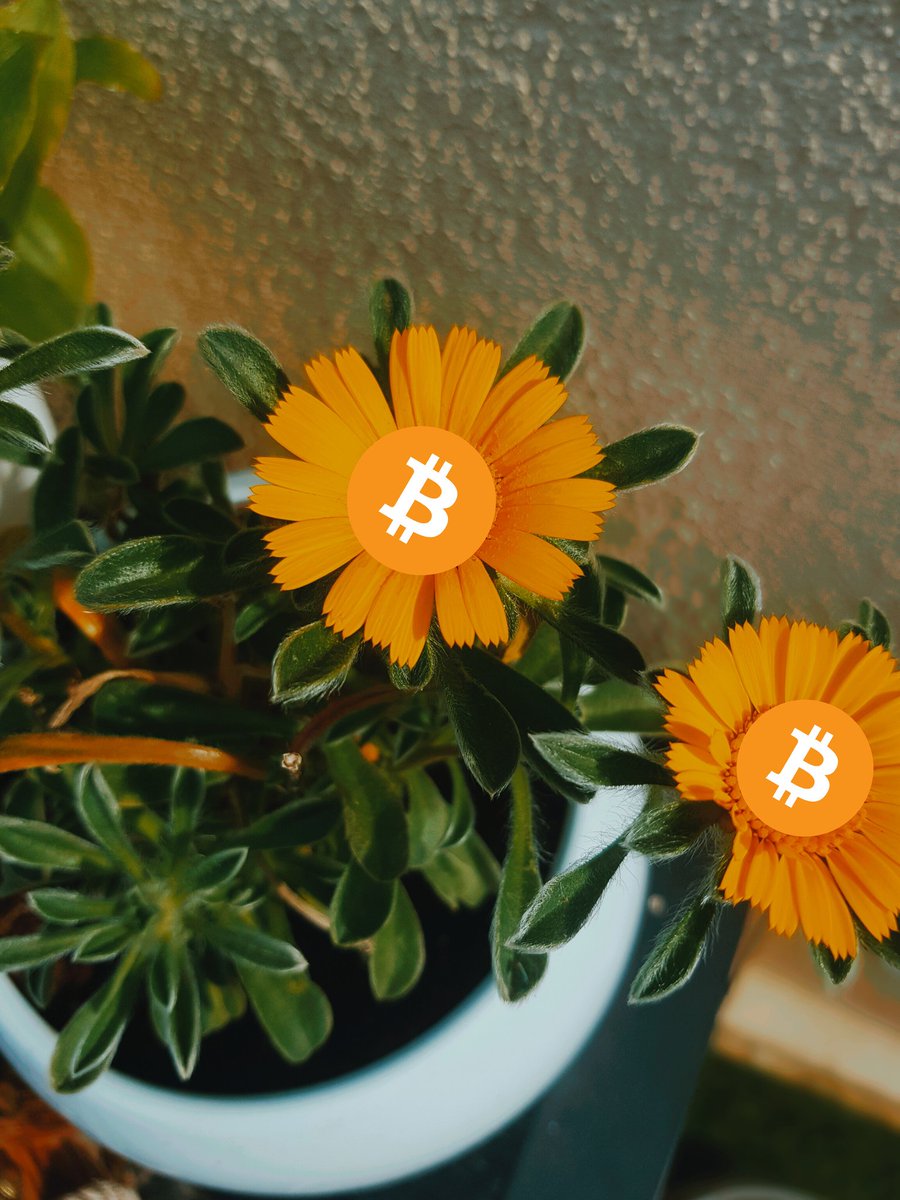 ₿  eats that lift up your heart
 I    n combination with lyrics
T   hat make actually sense
C   an give you the energy to
O   rangepill people you meet
 I     n a caring and loving way.
N    arratives are changing.

#bitcoin
#bitcoin_poetry
<a href="/pleb_coach/">pleb.coach⚡</a>