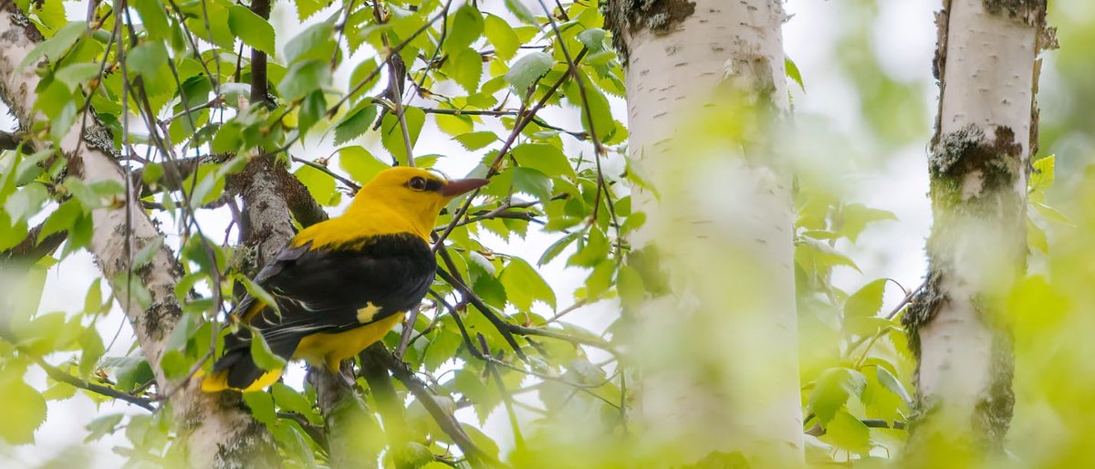 Komea kuhankeittäjä on Suomen voimakkaimmin väheneviä lintulajeja. Tarvitaan suojelutoimia, jotta laji säilyy Suomen pesimälinnussa ja palaa takaisin elinvoimaisten lajien joukkoon. Lue lisää: birdlife.fi/suojelu/lajit/…
📷(#kuhankeittäjä): Micha Fager
#linnut #luontokato