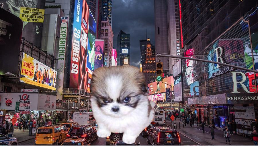 grumpoonsol's tweet photo. $GRUMPO loves New York

He is angwee when other dogs are on the billboards https://t.co/yPYKKogF6M