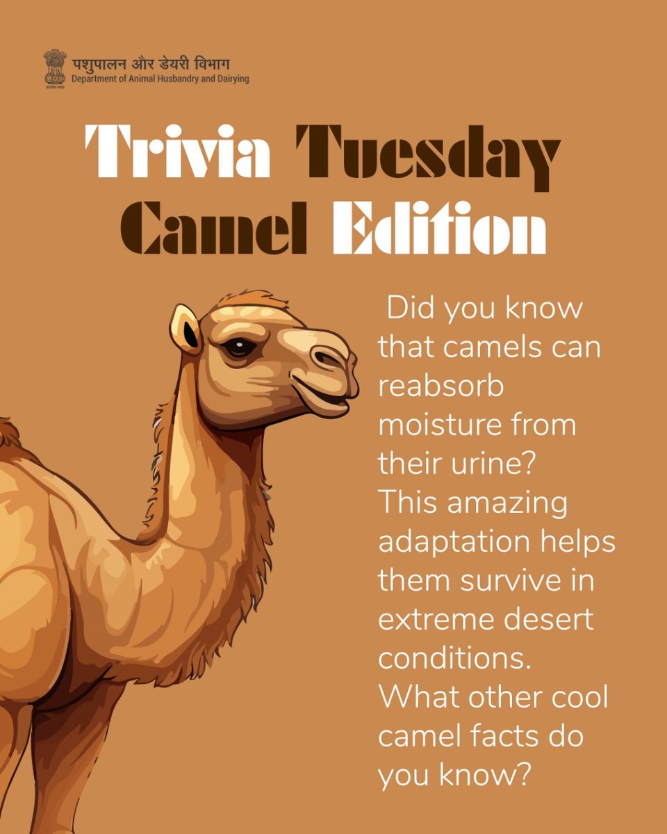 Dept_of_AHD's tweet image. Trivia Tuesday calls for some camel facts!
Did you know camels can reabsorb moisture from their urine?
Share your camel knowledge!
#CamelTrivia #FunFactTuesday #CamelFacts #camelday #DesertLifeline #CamelCulture