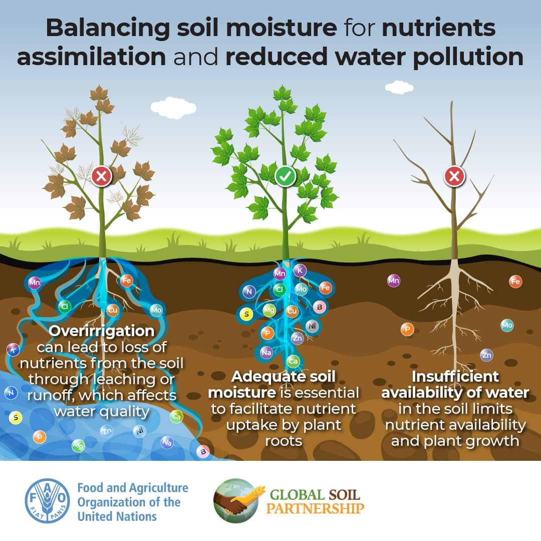 KingWobil's tweet photo. Adequate soil moisture is essential to facilitate nutrient (macronutrients and micronutrients) uptake by plant. 
#SaveSoils

Repost @FAOLandWater 

#AgriDirectGh #water #planthealth #irrigation #soilfertility #soilmanagement #foodproduction #farmingspaces #foodsecurity https://t.co/VhQA8bxkc7