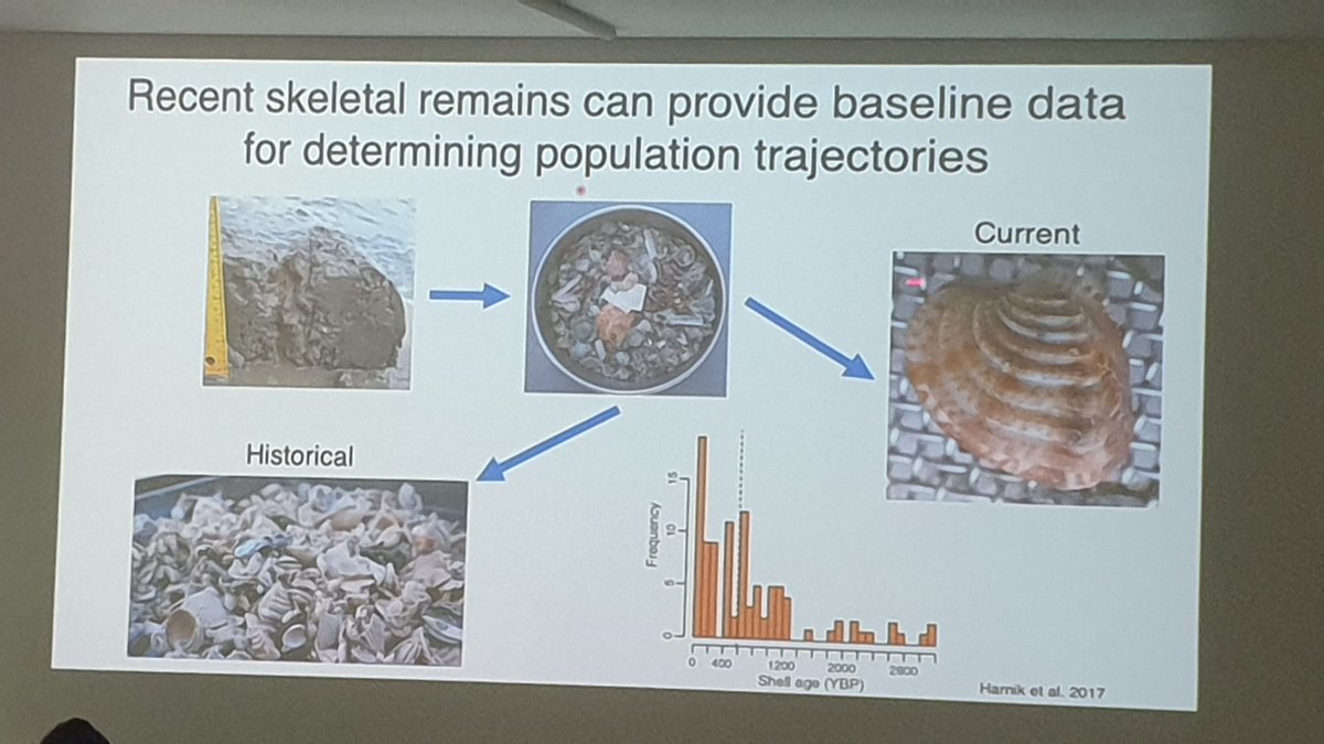 sMarten_Winter's tweet photo. Great to see the long lasting effects of #synthesis centres.
Here @paulharnik talks today @WorldBioForum #wbf24 #wbf2024 about drivers & risks of extinction, inspired & a legacy of a working group @NESCent which ended 2012 . 12 yrs later!
https://t.co/9Vxl3UeV9C https://t.co/NGrhpGdbwT