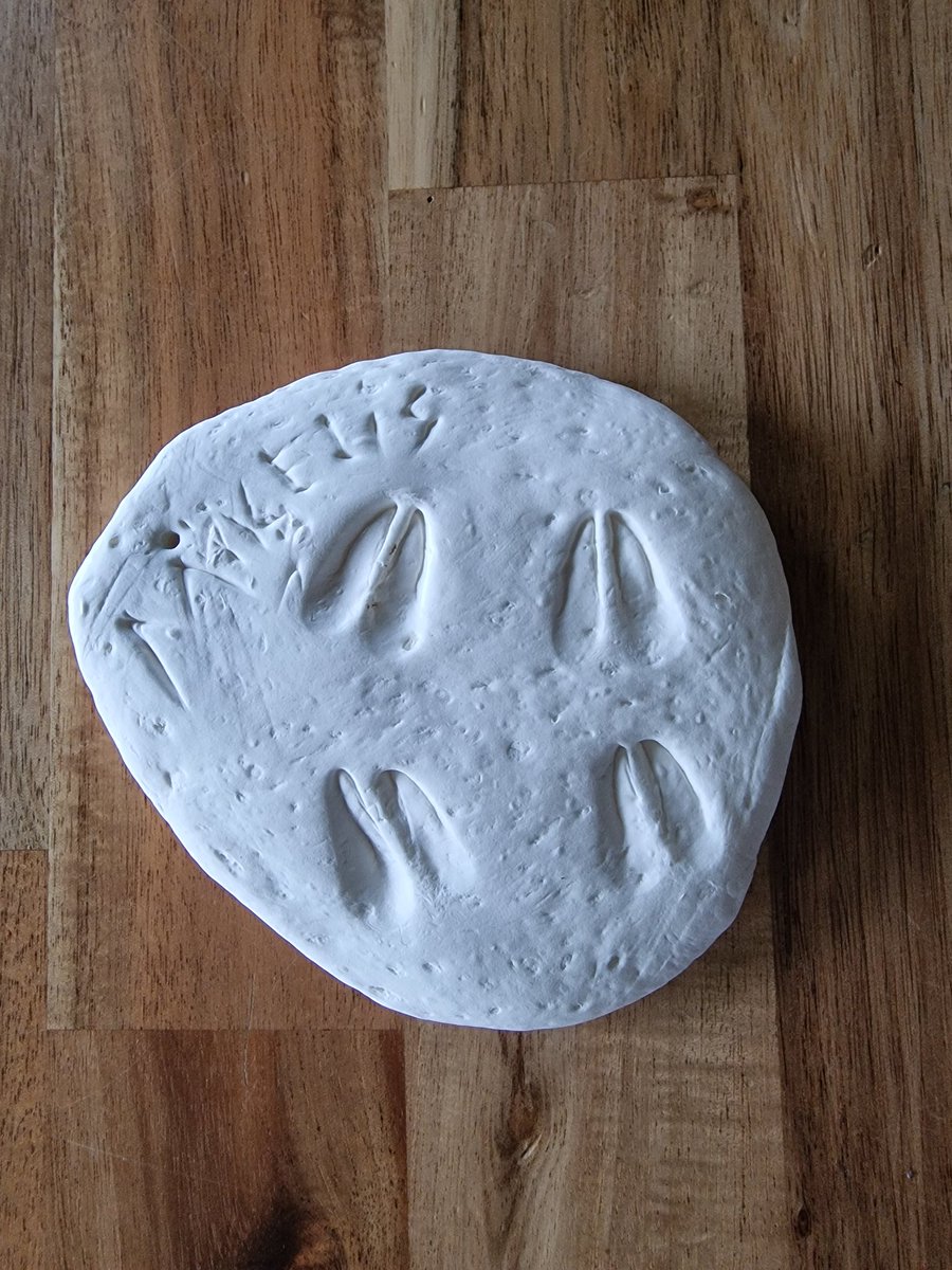 Mums ģimenes pieaugums! Miķelis Mikiņš. Adoptēts. Pie mums ienāca 3kg viegls, neveikls bebis. Miķeli atrādīšu mazliet vēlāk. Lai apveļās un mazliet paaugas. :) 🐾 Vai atpazīsti nagu nospiedumus?