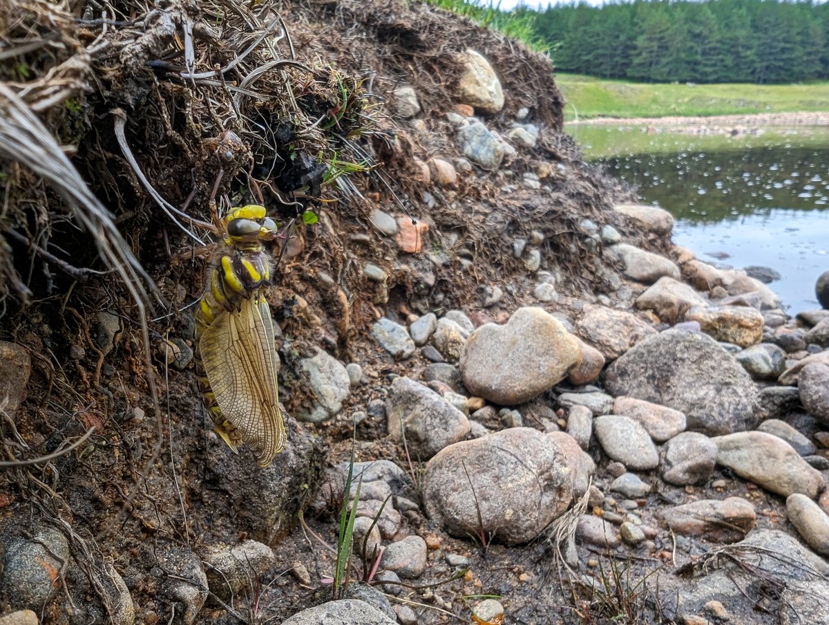 Incredible!😍

During a recent walk along the Upper Spey, we were fortunate to witness a dragonfly in its rare and fragile transitional stage from nymph to adult. 🐛

To say we felt lucky to witness this rare event is an understatement. 🦋🙌