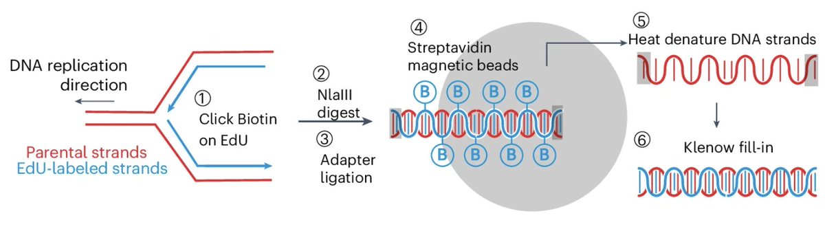 Nature Methods (@naturemethods) on Twitter photo scEdU-seq offers a tool to detect nascent, newly synthesized, DNA in single cells, enabling the study of replication fork speed in human cells.
nature.com/articles/s4159…
<a href="/jervdberg/">Jeroen van den Berg</a> <a href="/AlexandervanOu1/">Alexander van Oudenaarden</a> <a href="/BVincentv/">vincentvB</a> @acebron <a href="/Anchel_91/">Anchel de Jaime-Soguero</a> @marcelvanvugt <a href="/RBTjeerdsma/">Rinskje</a> scEdU-seq offers a tool to detect nascent, newly synthesized, DNA in single cells, enabling the study of replication fork speed in human cells.
nature.com/articles/s4159…
<a href="/jervdberg/">Jeroen van den Berg</a> <a href="/AlexandervanOu1/">Alexander van Oudenaarden</a> <a href="/BVincentv/">vincentvB</a> @acebron <a href="/Anchel_91/">Anchel de Jaime-Soguero</a> @marcelvanvugt <a href="/RBTjeerdsma/">Rinskje</a>