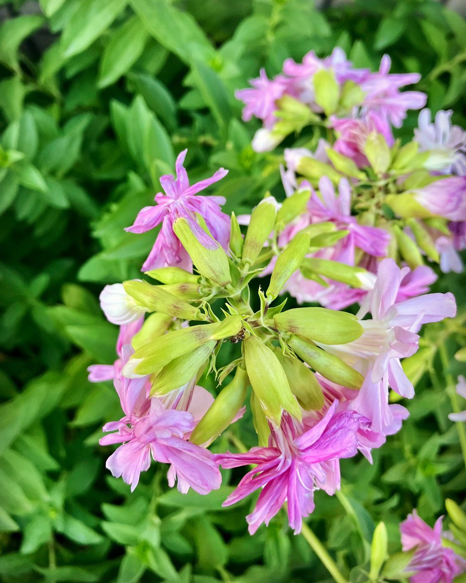 ataiga_0908's tweet photo. My garden’s soapwort is so cute! 🌸✨ 

As an HSP, I really appreciate its delicate beauty. 

Even my HSS side is thrilled! 😊💕 

#soapwort #hsp #hsshsp #sensitivesoul #delicatebeauty #naturehealing #gardening #flowerlover #gardenlife #plantsmakepeoplehappy #beautifulflowers https://t.co/ExPRFjqZa5