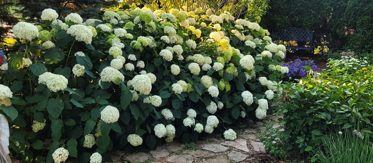 sowdMJ's tweet photo. Tuesday morning in #MyGarden☕️
#SmoothHydrangea #Hydrangea #GardeningTwitter #GardeningX #Flowers #FlowersOfTwitter #GardenLife  #FlowerGardening #FlowersOfX #gardens https://t.co/u7QnZRHH1K