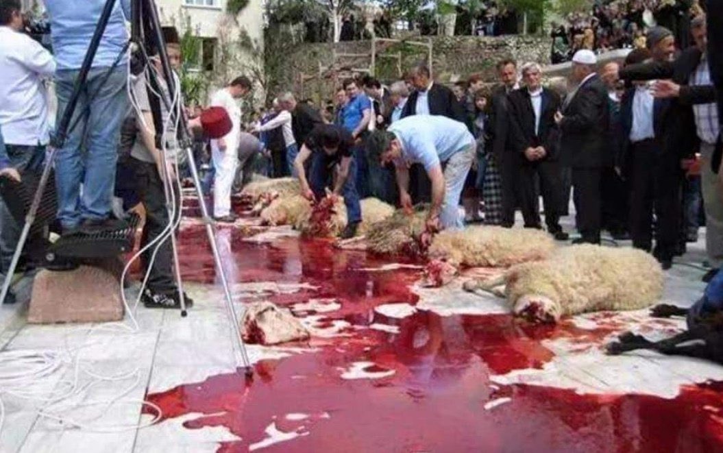 Ningún animalista protesta por q esto?