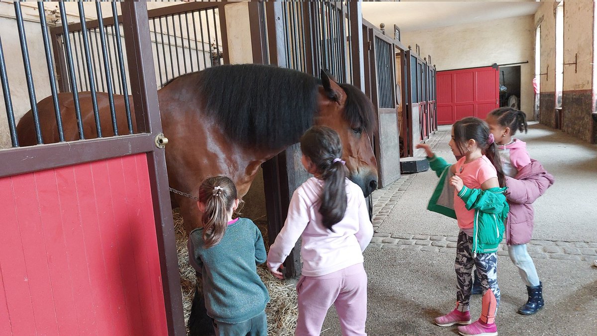Deuxième jour de classe découverte pour les CP aux Haras de Hennebont : pansage, bouchonnage, brossage de la crinière de Bilou. Visite des écuries et premiers contacts avec les impressionnants chevaux, les élèves sont attentifs et très sages.
#fermedesoye
#classedecouverte
#REP