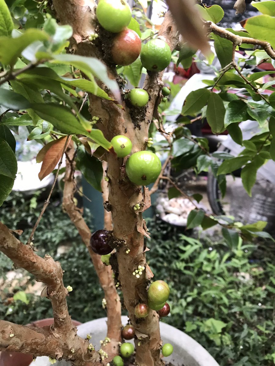 mapfan0327's tweet photo. 最近鹿児島から引っ越したのでまったく家庭菜園も熱帯果実も育てられてないんだけど、実家に置いてきた果樹達は育ってる。でも去年も今年もマンゴーの花は咲いて着果したのに雨が多くなったら落下した😢 https://t.co/pQRqYndB5g