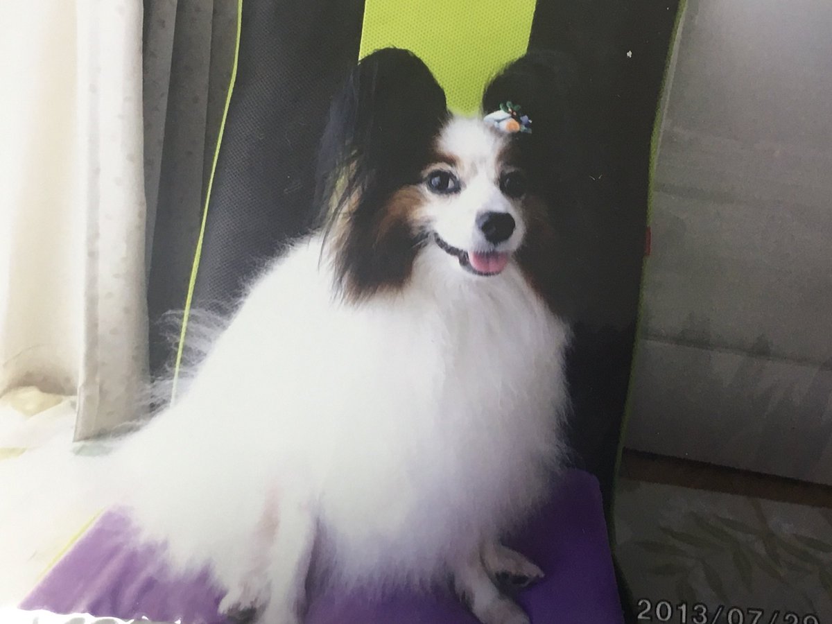 Westie_Baron's tweet photo. 助けてください！
大好きな「スタンダードより大きく育ってしまった犬」を見ないと心が荒んで生きていけないんです！！

↓は祖母のウエスティ(12kg)と実家のパピヨン(7kg)です！
対戦よろしくお願いします！！！ https://t.co/kRX8GMZMXV