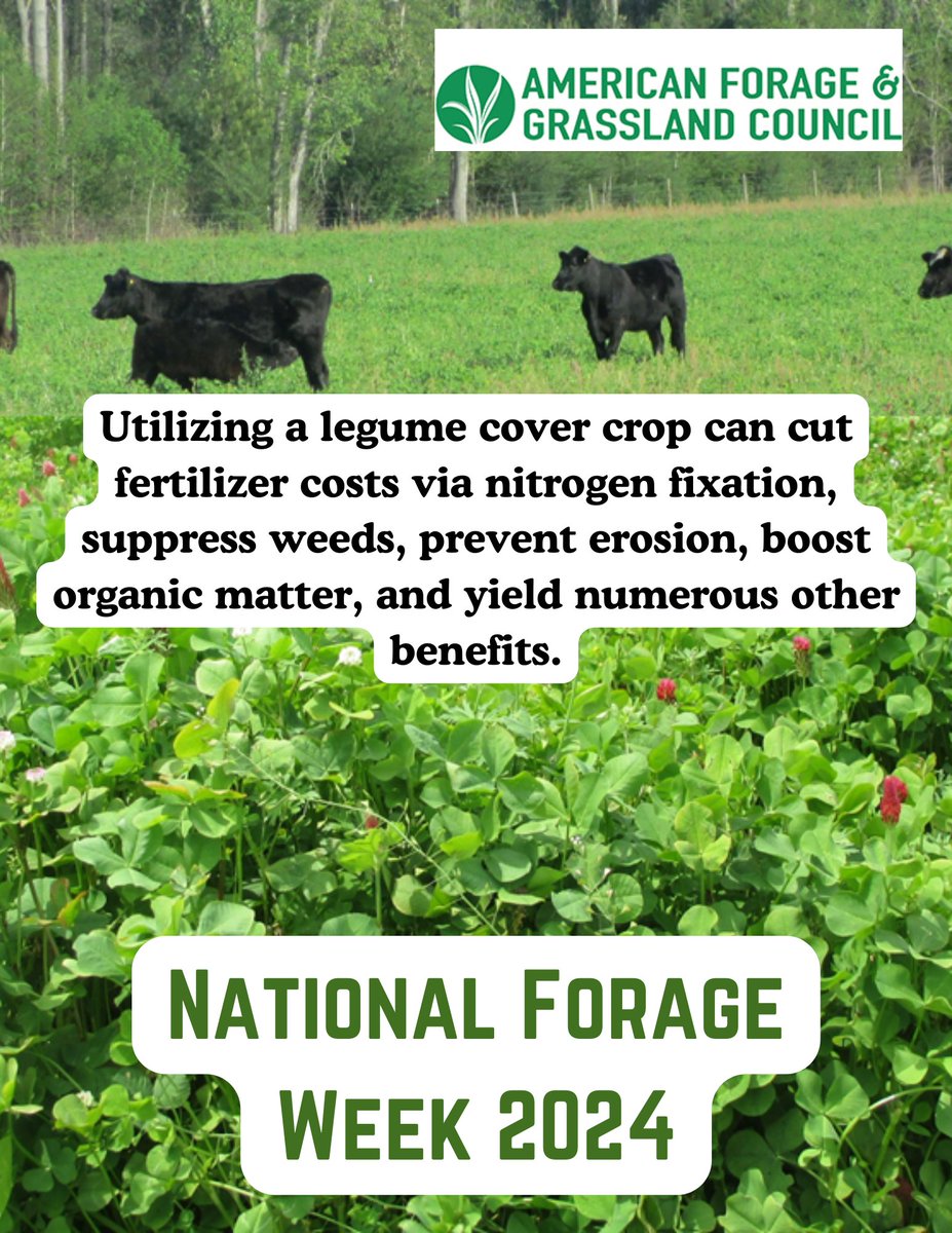 AmericanForage's tweet photo. Using legumes as part of cover crop systems provides benefits to soil health, reduces erosion, increases water infiltration, and improves nutritional value in grazed systems. #NationalForageWeek https://t.co/INgBpy4vbL