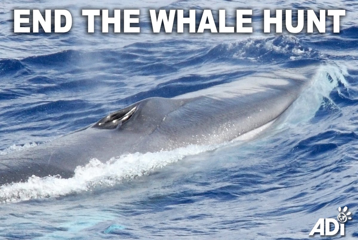 AnimalDefenders's tweet photo. Hvalur hf, the Iceland’s last whaling company, has just been licensed to hunt 128 fin whales this year, despite opposition from ADI and other groups. Please urge the government of Iceland to ban whale hunting: https://t.co/hVlex4TX1I https://t.co/fssHHokWnH
