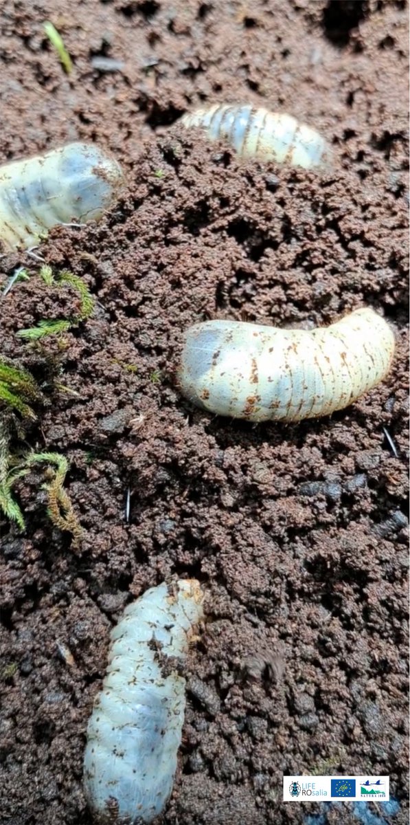 #Monitoring activities🧐of the #woodmoldboxes in #PutnaVranceaNaturalPark #Romania 

The larvae of #Hermit_beetle #Osmoderma_eremita that we found encourage us to hope that our #conservation actions are successful.

#saproxylicinsects  #biodiversity   
#LifeROsalia #LIFENature