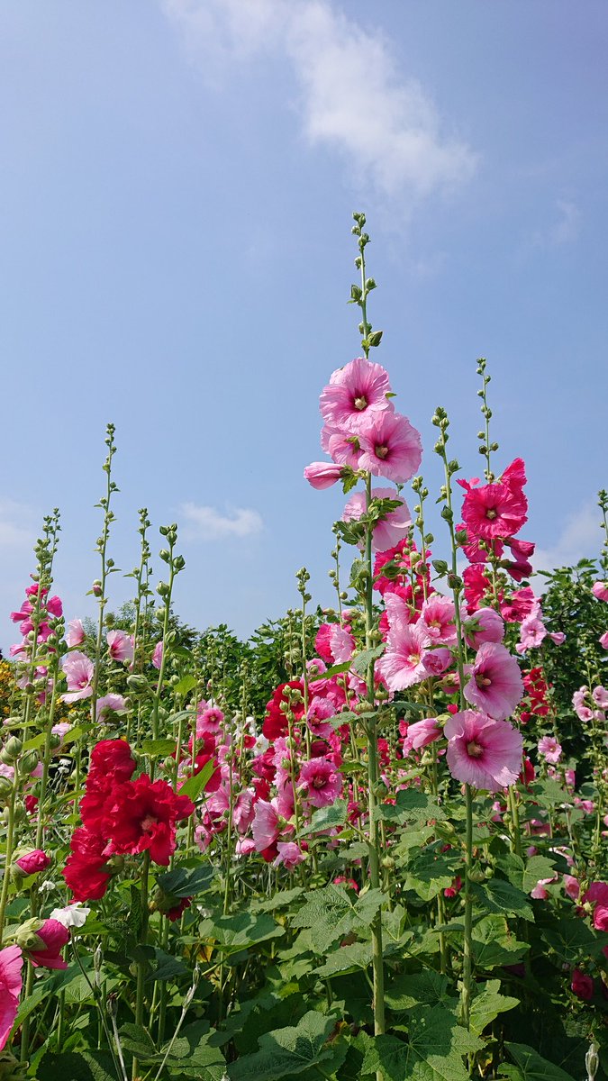 nogi_z's tweet photo. 昔はタチアオイの花が上まで咲いたら梅雨が明けると言われていたのに今や上まで咲いたら梅雨が来るぐらいになりましたな https://t.co/ldGDRVi5G7