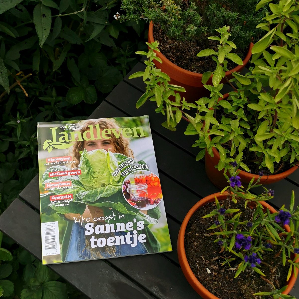 M'n spitskool &amp; ik staan op de cover van Landleven! 🥳

In het julinummer vertel ik over m'n Grunnegs Toentje én licht ik een paar oude Groninger groenterassen uit, zoals de Oldambtster Widde boon en de Vroege Groninger spitskool. 🥬

#grunnegstoentje