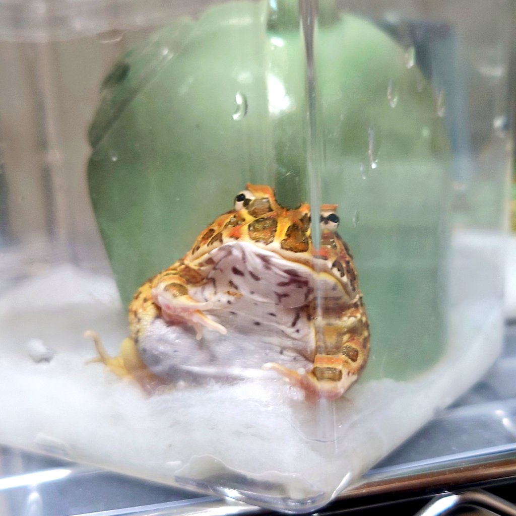 naokenokaeruch's tweet photo. ちなみにチョコちゃんは、東レプで、BearsFrogさんからカエルクジにてお迎えさせて頂いた子です💕🫶🏻
個性強すぎて🤦🏻♀️ ̖́-
朝なんて両目つぶった座ってた…
今はなんかハムスターみたいな格好してます🤭
個性豊かで可愛い子ありがとうございます✨
#BearsFrog https://t.co/1Tm2DIbYrT