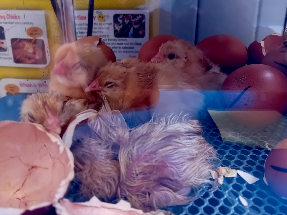 New arrivals in Wrens class <a href="/Fridaybridgepr2/">Fridaybridge primary school</a> thanks to <a href="/Livingeggs/">Living Eggs</a>