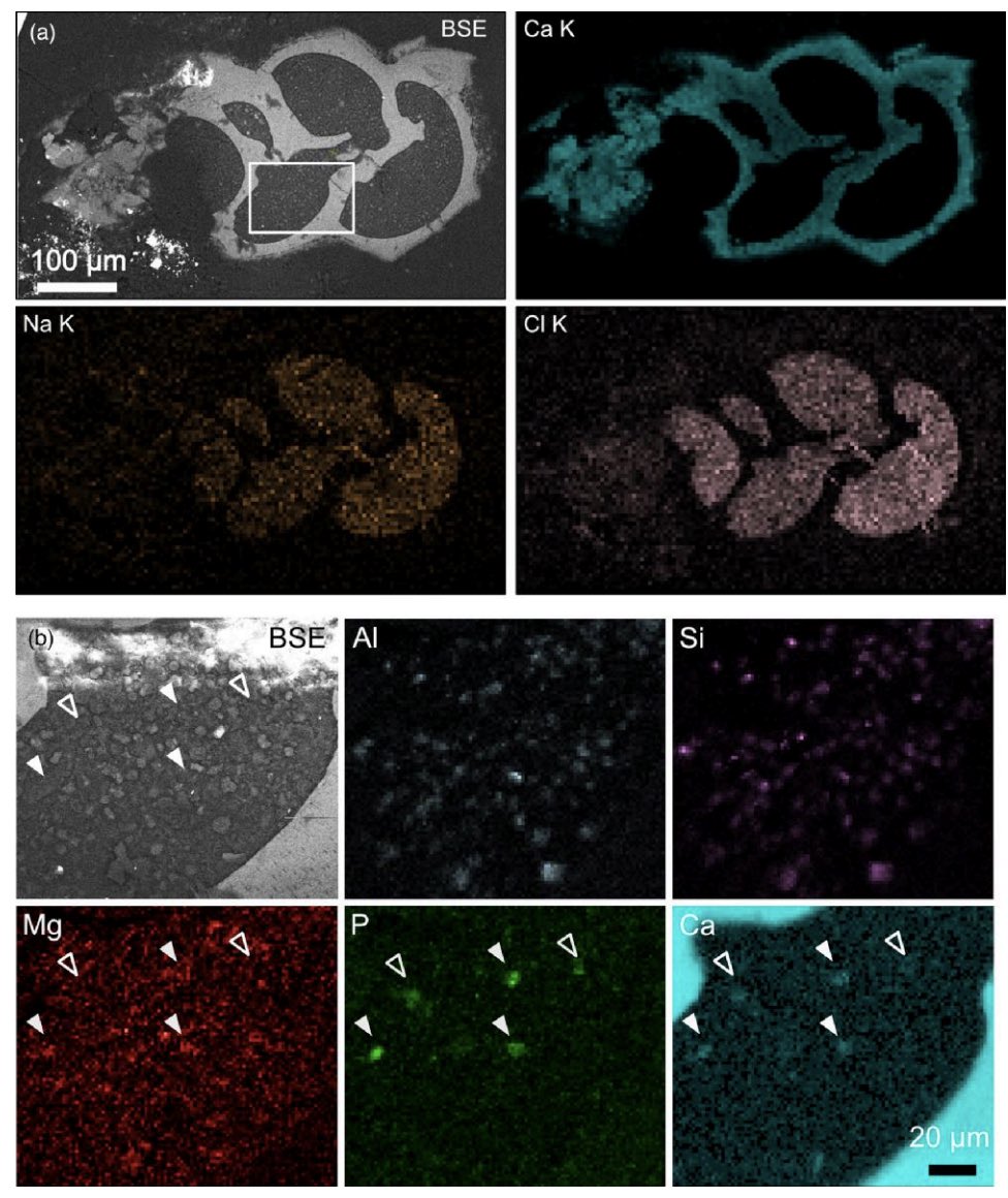 ForamsNews tweet media