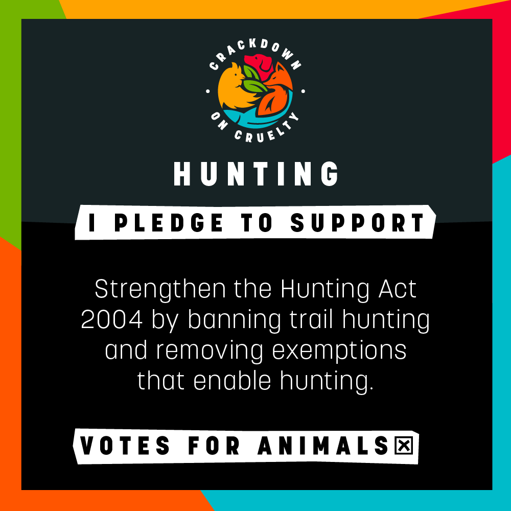 AnimalAid's tweet photo. We're asking election candidates to pledge their support for ten key issues facing animals ๐พ
Pledge 6: Strengthen the Hunting Act 2004
Join us โ ask your candidates to pledge to crackdown on cruelty!
๐ https://t.co/jB3QQSBWc9
#VotesForAnimals #CrackdownOnCruelty #HuntingBan https://t.co/QxhfGHhRnf