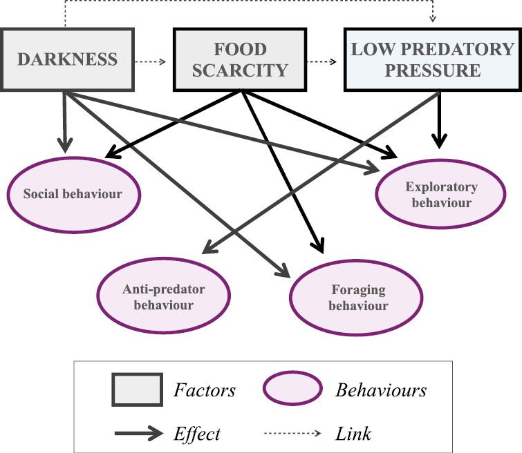 Subterranean specialists show iconic #ConvergentEvolution, yet their behavioural adaptations are still understudied...until now! Read about the importance of 4 key behaviours in adapting to these ecological niches below 👇
ow.ly/iRAk50Sk6ck
<a href="/LinneanSociety/">The Linnean Society of London</a> <a href="/enricobiospeleo/">Enrico Lunghi</a>
