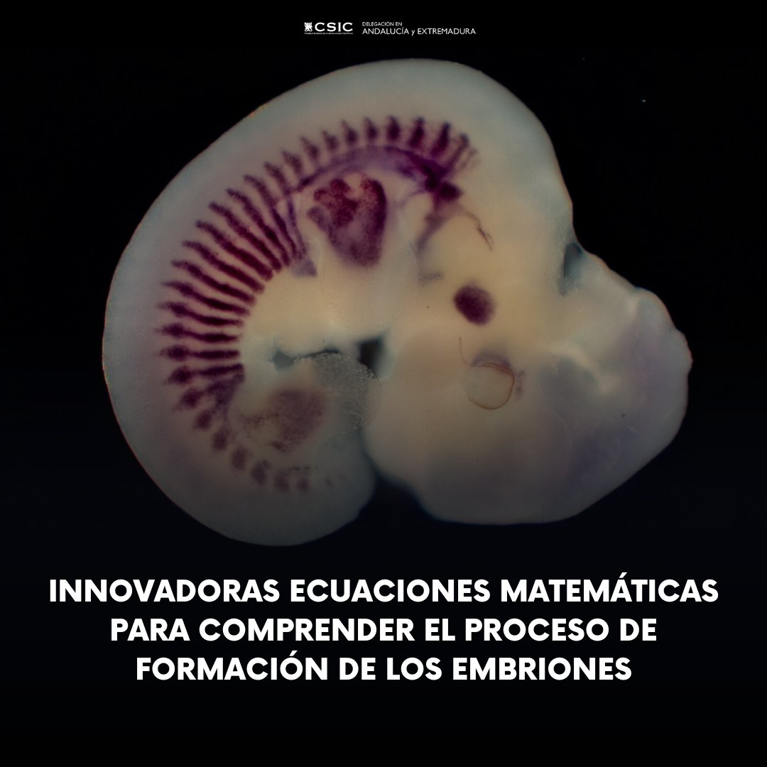 Un estudio del <a href="/CABD_UPO_CSIC/">Centro Andaluz de Biología del Desarrollo</a> presenta un conjunto de ecuaciones matemáticas que permiten entender mejor cómo se forman los patrones en embriones durante su desarrollo

Estos modelos han sido nombrados como ‘Sevilletor’ al haber sido creados en Sevilla

t.ly/UWFx8
