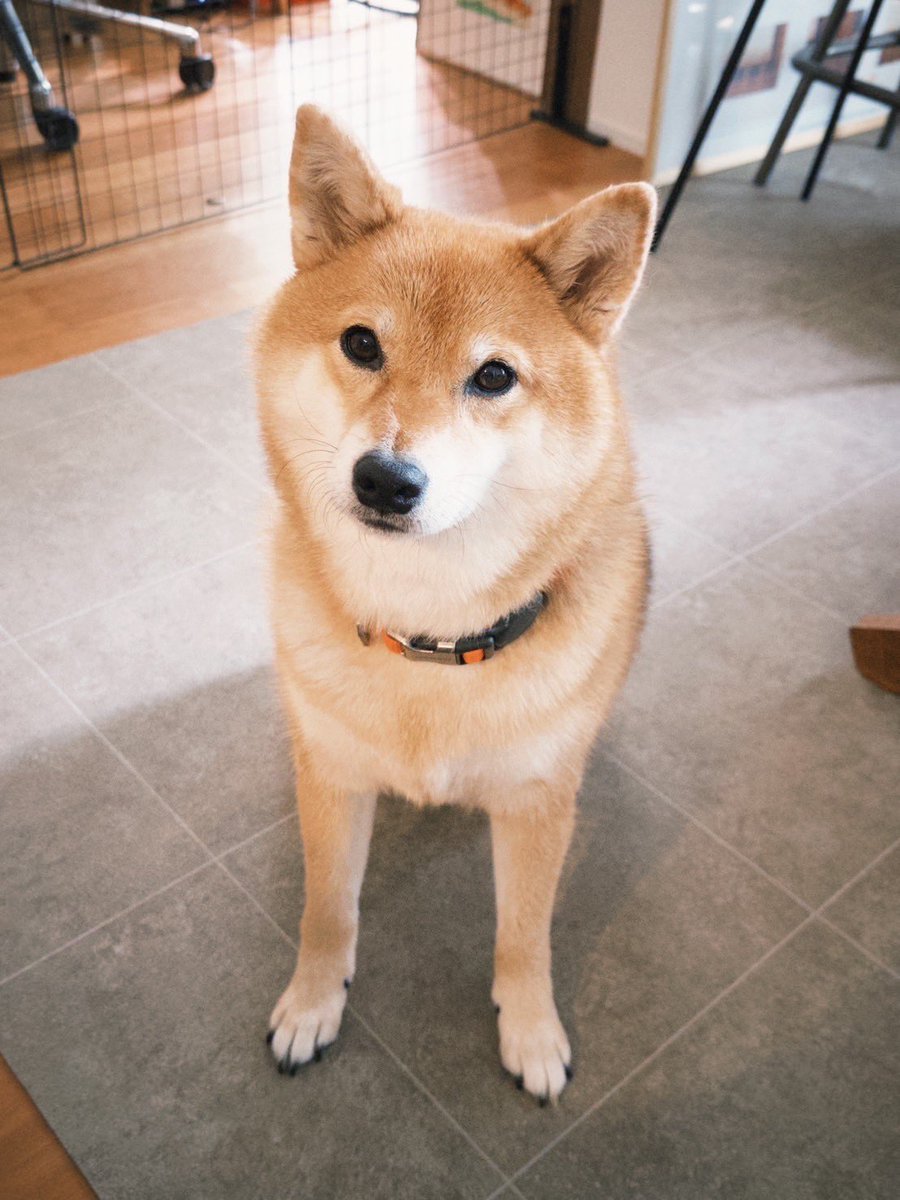 Becher1001's tweet photo. うつくしい犬 https://t.co/YQbqPiXsdY