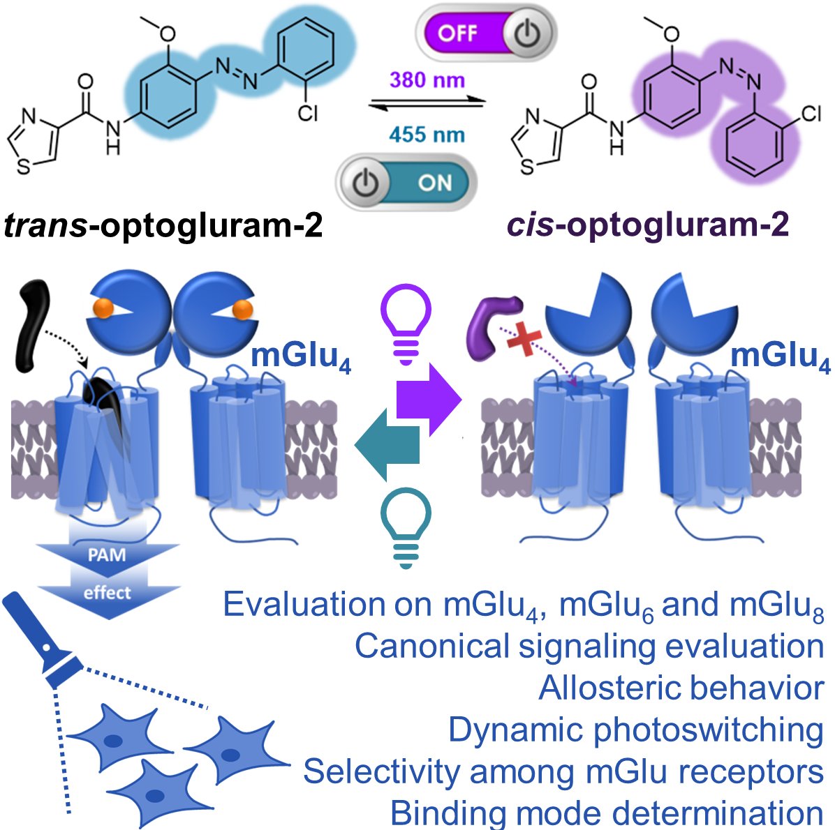 🔬💡Happy to announce our new #photopharmacology  breakthroughs in #mGluRs, 🧠💊 published in <a href="/iScience_CP/">iScience journal</a> thanks to our collaboration between  <a href="/IQAC_CSIC/">Institute for Advanced Chemistry of Catalonia</a> and @IGF_Montpellier. Check our  innovative light-based tools: doi.org/10.1016/j.isci… #photopharmacology  <a href="/PanarelloSilvia/">Silvia Panarello (@pitx_irida)</a>