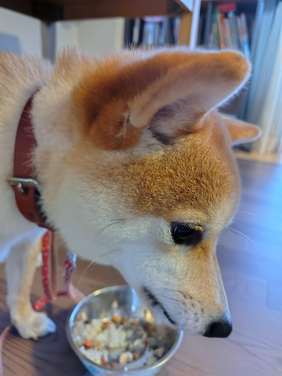 ご飯粒ついてるよ🍚
#柴犬