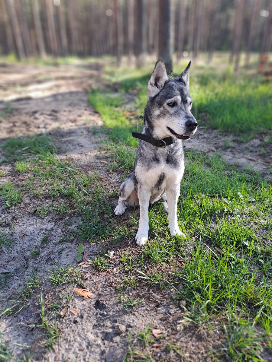 Juglas mežā tik daudz suņtvitera ziņu. Piedodiet, visām nevaru atbildēt.