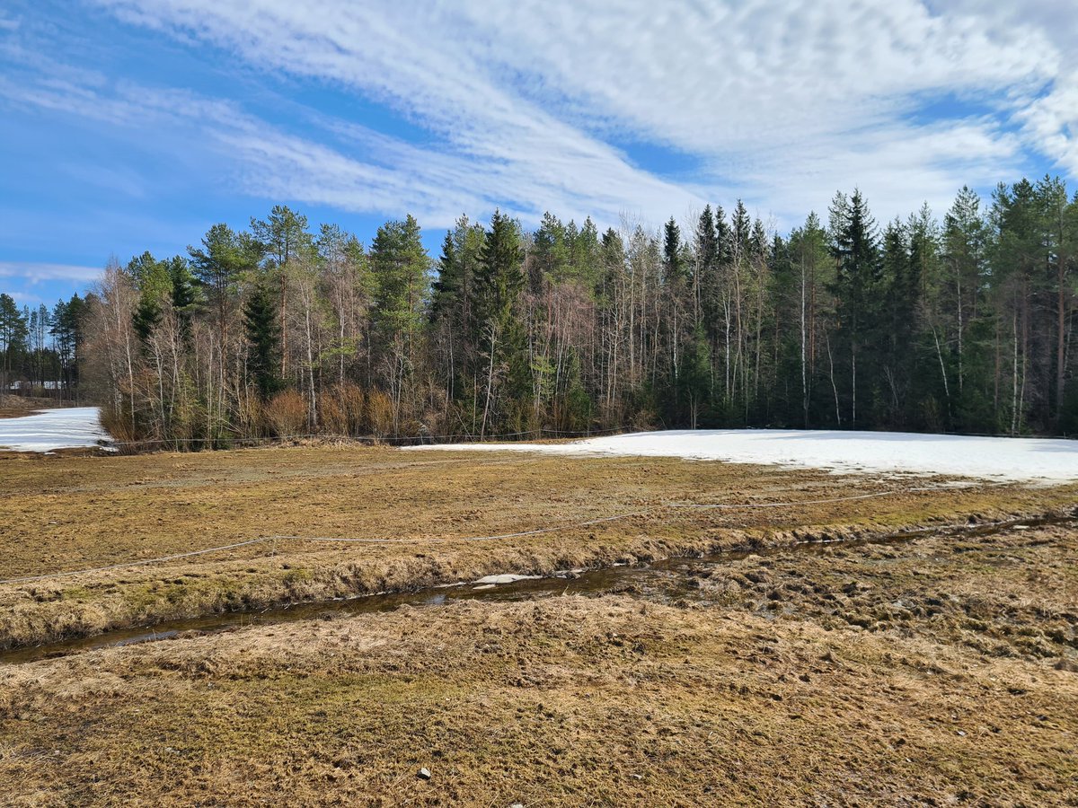 #metsäkatoasetus 25 le parsinavettatila suunnittelee uutta 60 le  robottinavettaa tuohon metsään pellon reunalle. Kunnan ymp viranomainen ei vie hanketta eteenpäin koska puita pitää kaataa ja kun odotellaan taas "tulkintaa". Investoinnit seisoo. Koska tämä järjettömyys loppuu?