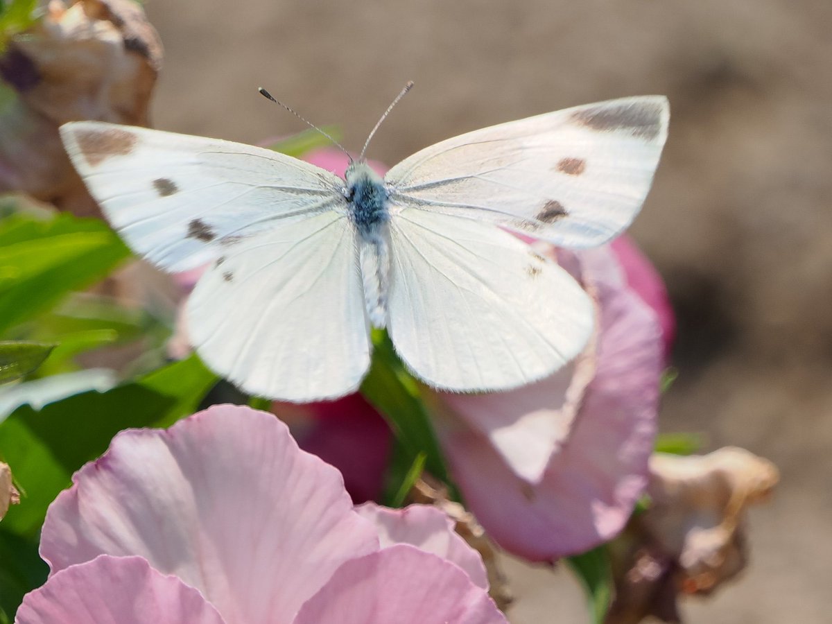 mashiko1970's tweet photo. Small White🦋②
#モンシロチョウ
#もんしろちょう
#紋白蝶
#smallwhite
#蝶
#butterfly
#昆虫
#胎内フラワーパーク
#胎内市
#写真好きな人と繋がりたい
#カメラ好きな人と繋がりたい
#休日にはカメラを持って出かけよう
#写真仲間募集中
#カメラ仲間募集中
#新潟カメラ部
#マリサポ写真部 https://t.co/IFxYGGkZRb