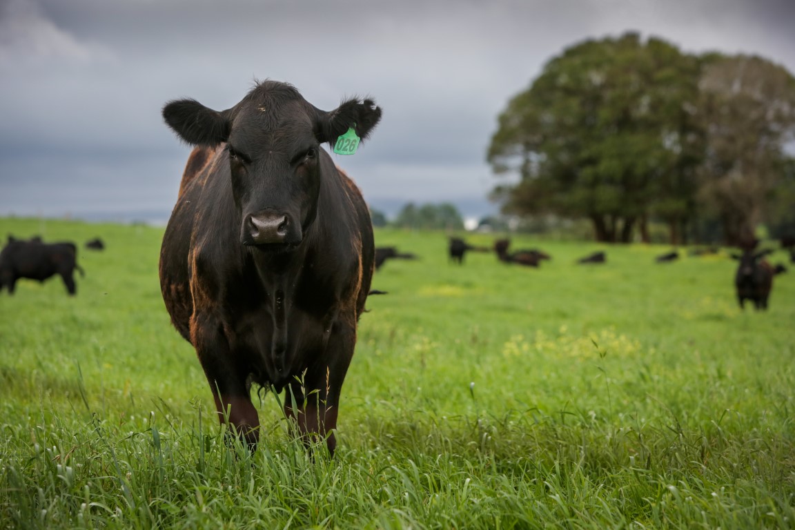 Whether you’re interested in learning about cattle nutrition, grazing, health and welfare or cattle handling, our Beef Fundamentals Course is the one for you!   

Find out more at lls.nsw.gov.au/beef-fundament…     

This program is funded by the Early Needs Recovery Program.