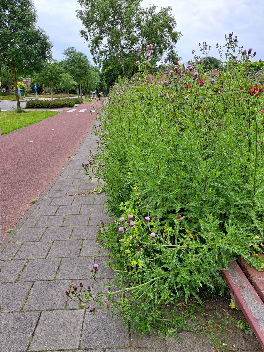 Jotootje's tweet photo. @gemharderwijk jullie hebben zo mooi alle randjes gesnoeid en zo maar dit zijn jullie vergeten. Thv Randmeer https://t.co/trPNTp1IaO