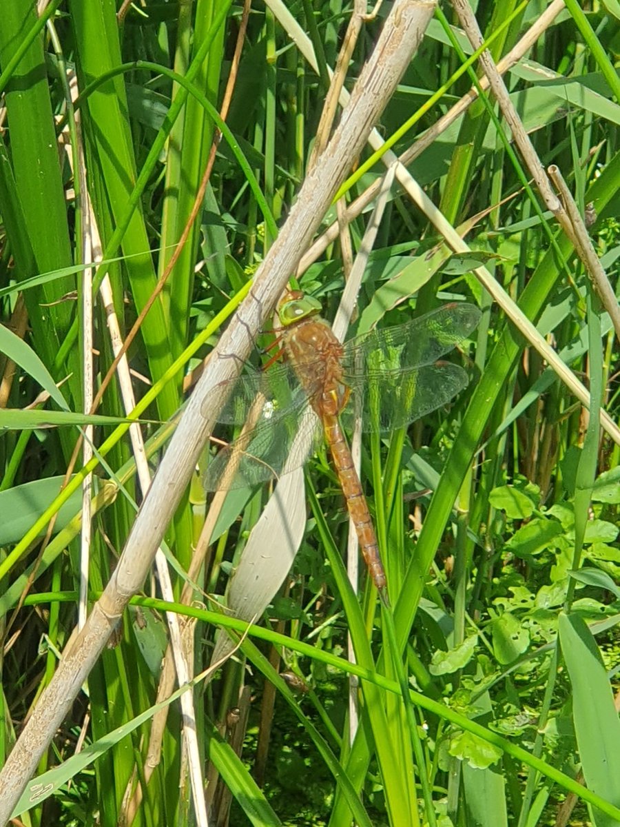 Alison Allen tweet media